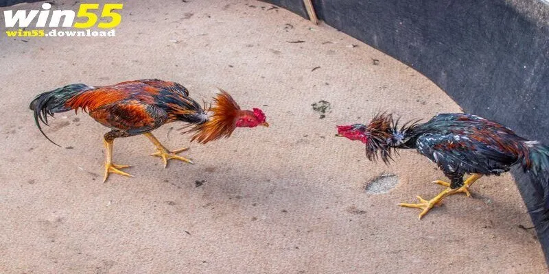 2 loại hình được sử dụng để đá gà cựa sắt