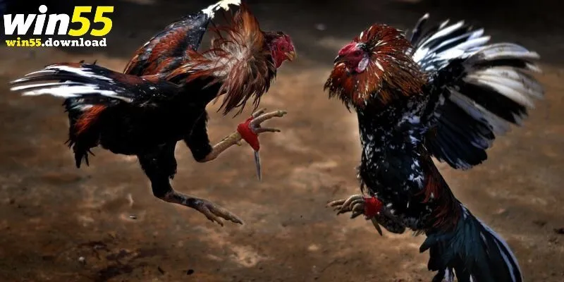 Đôi nét về đá gà Thomo