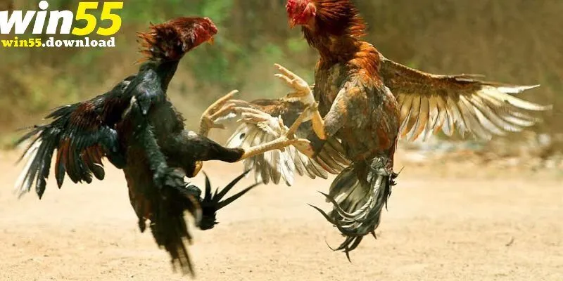 Hướng dẫn tham gia đá gà Thomo tại Win55