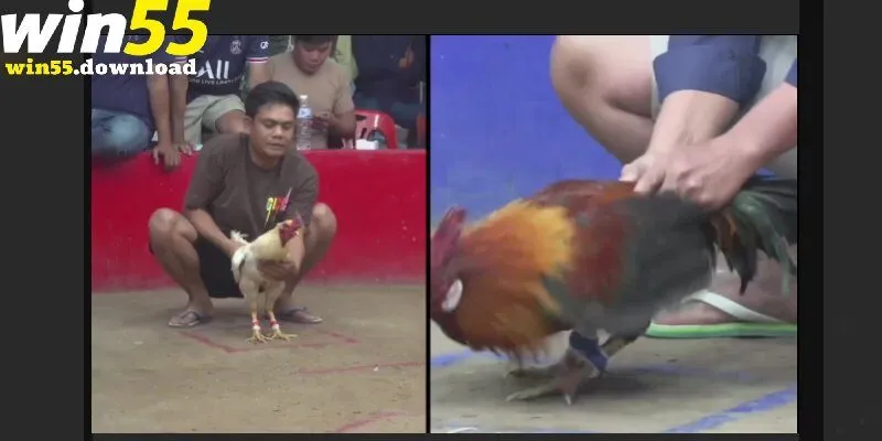 Lý do sảnh đá gà Win55 là lựa chọn top 1 cho kê thủ 